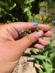 Hackelia velutina