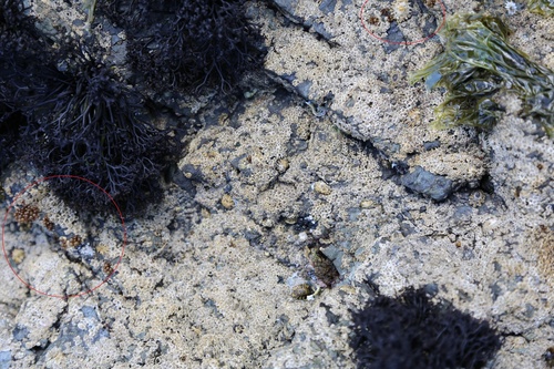 Catenellopsis oligarthra, 2021-01-01