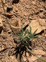 Boechera platysperma