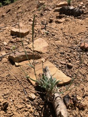 Boechera platysperma