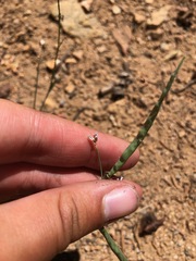 Boechera platysperma