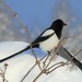 Kamchatkan Magpie - Photo (c) Ольга Курякова, some rights reserved (CC BY-NC), uploaded by Ольга Курякова