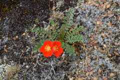 Hypseocharis pimpinellifolia