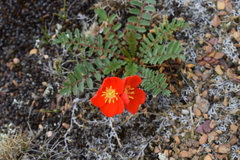 Hypseocharis pimpinellifolia