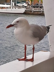 Chroicocephalus novaehollandiae