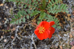 Hypseocharis pimpinellifolia