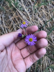 Erigeron breweri covillei