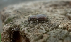 Naupactus tremolerasi