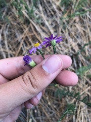 Erigeron breweri covillei