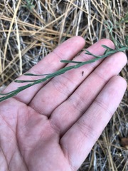 Erigeron breweri covillei