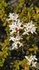 Pimelea buxifolia