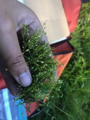 Sagina saginoides