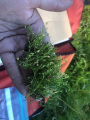 Sagina saginoides