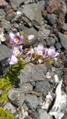 Veronica hookeriana