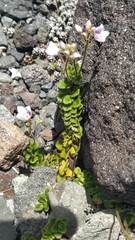 Veronica hookeriana