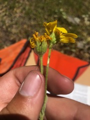 Arnica chamissonis