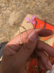 Stephanomeria tenuifolia