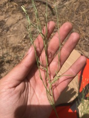 Stephanomeria tenuifolia
