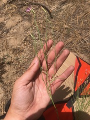 Stephanomeria tenuifolia