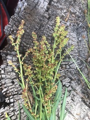 Rumex californicus
