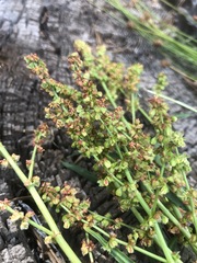 Rumex californicus