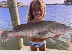 Mycteroperca microlepis