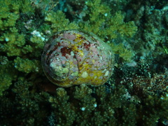 Titanostrombus galeatus