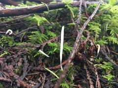 Clavaria acuta