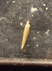 Ypsolopha unicipunctella