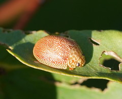 Paropsis atomaria