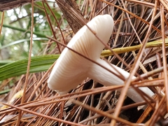 Russula perlactea