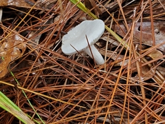 Russula perlactea