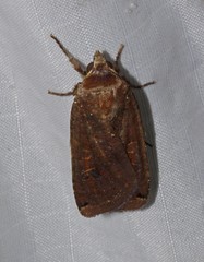 Abagrotis cupida