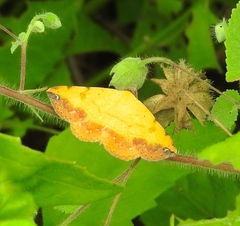 Eulepidotinae