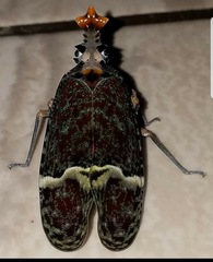 Phrictus tripartitus