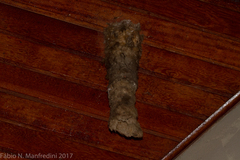 Panyptila cayennensis