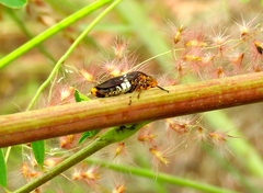 Homalodisca ichthyocephala