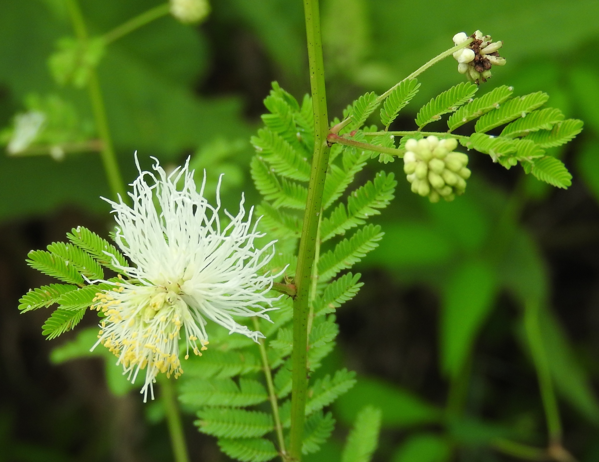 Desmanthus bicornutus