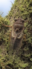 Gelidea torrida