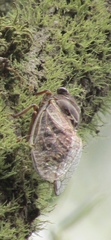 Gelidea torrida