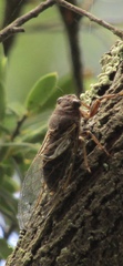 Gelidea torrida