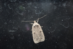 Agonopterix argillacea
