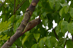 Lepidocolaptes fuscicapillus layardi