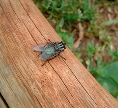 Sarconesia chlorogaster