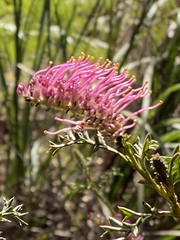 Grevillea acanthifolia
