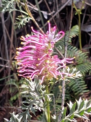 Grevillea acanthifolia