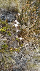 Wahlenbergia pygmaea pygmaea