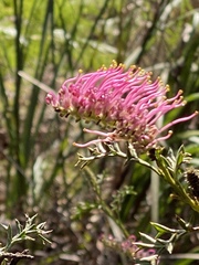 Grevillea acanthifolia