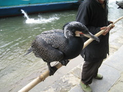 Phalacrocorax carbo