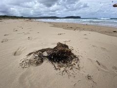 Phyllospora comosa